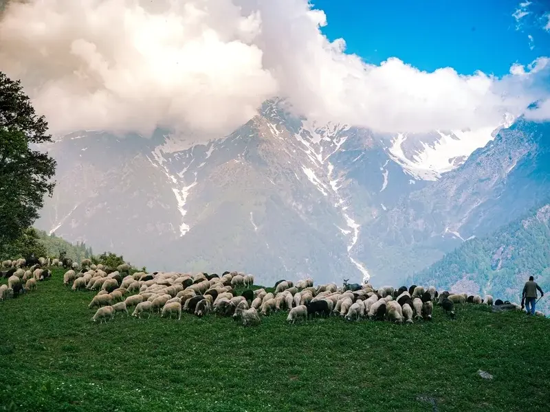 Kangra City view with Kangra Fort, green valley and Himalayan mountains