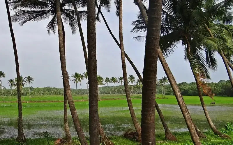 Goa’s sandy beaches, palm trees, and blue sea under a bright sky.